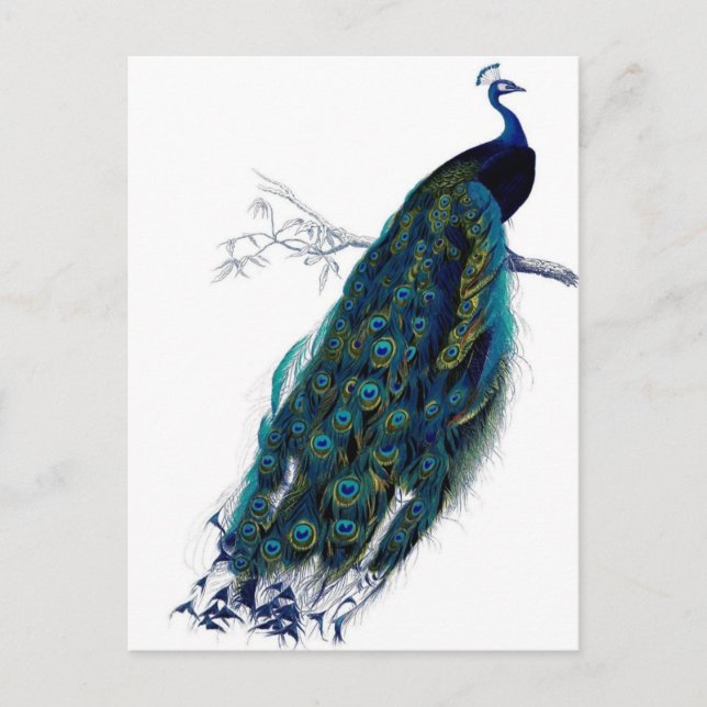 Vintager Pfau Postkarte (Vorderseite)