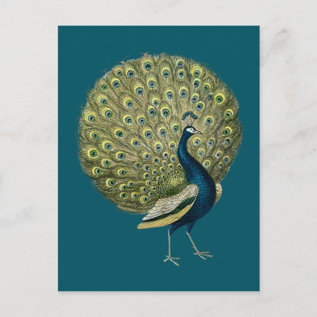 Vintager Pfau Postkarte (Vorderseite)