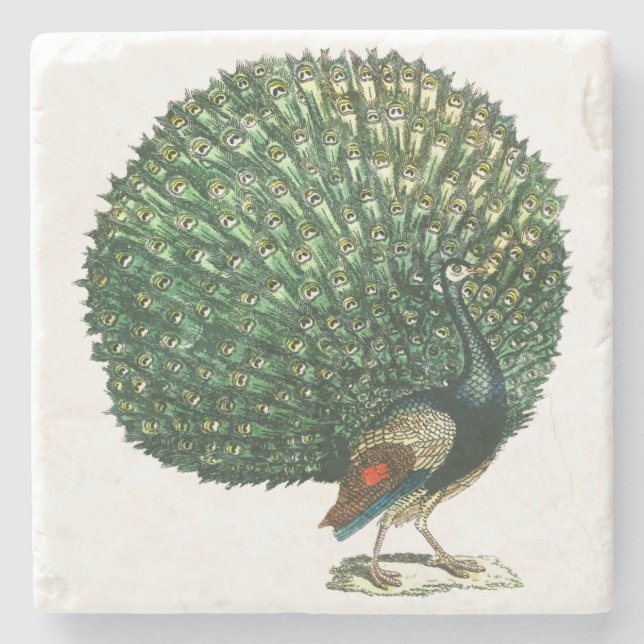 Vintager Pfau Steinuntersetzer (Vorderseite)