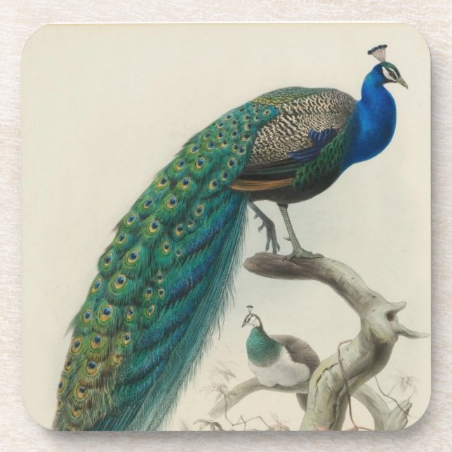 Vintager Pfau Untersetzer (Vorderseite)