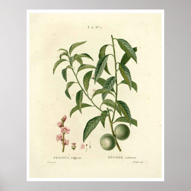 Vintager Pfirsichbaum (Prunus persica) N.1 Poster (Vorne)