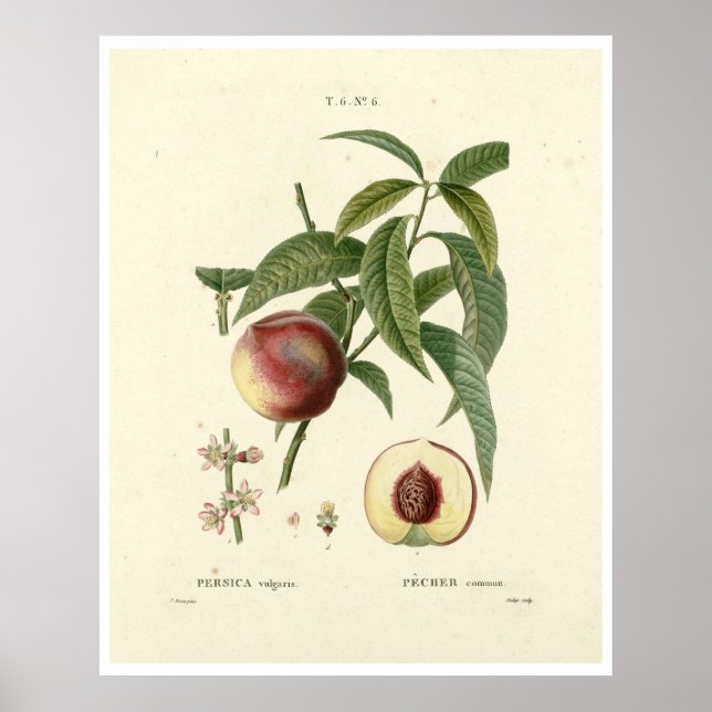Vintager Pfirsichbaum (Prunus persica) N.6 Poster (Vorne)