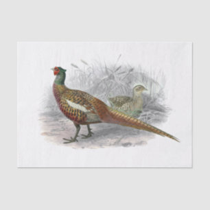 Vintager Pheasant Game Bird Zeichne Farbe 3 Seidenpapier