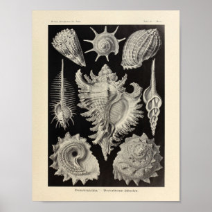 Vintager Prosobranchia Ernst Haeckel Kunst-Druck Poster
