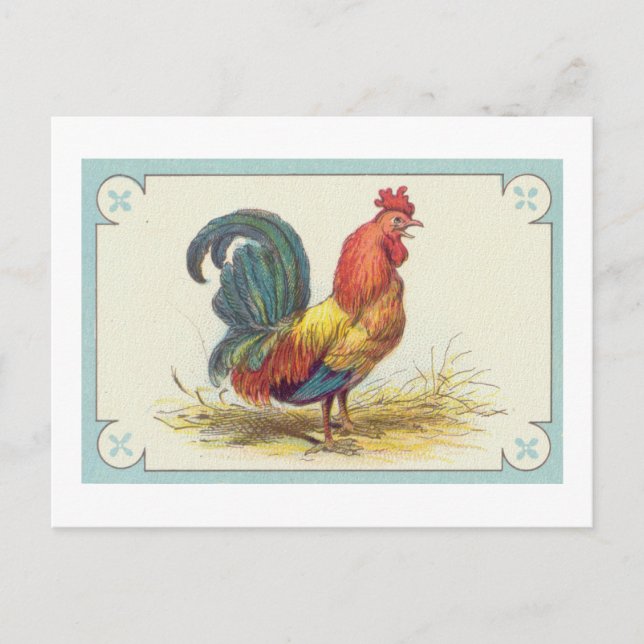 Vintager Roosterdruck Postkarte (Vorderseite)