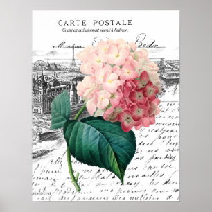 Vintager rosa Hydrangea Poster