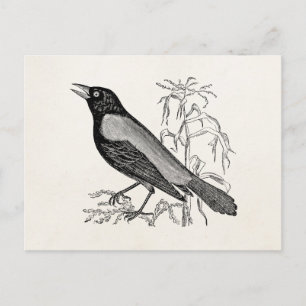 Vintager rostiger Krow-Blackbird - Retro-Vögel Postkarte