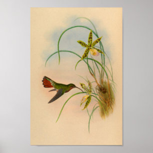 Vintager Roter Hummingvogel Gelbe Blume drucken Poster