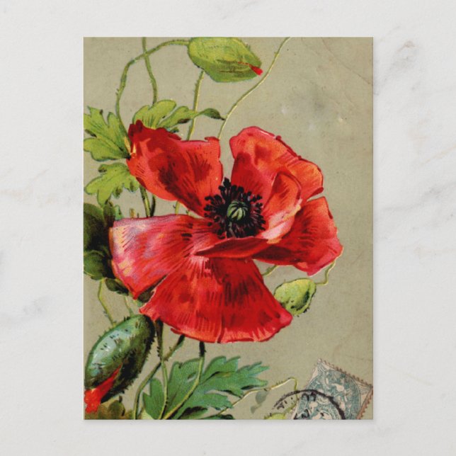 Vintager Roter Mohn Postkarte (Vorderseite)