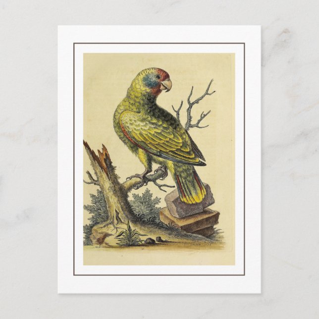 Vintager Rotschwanz-Amazonas-Papagei Postkarte (Vorderseite)