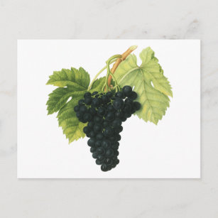 Vintager Rotwein, Bio Traubencluster, Lebensmittel Postkarte