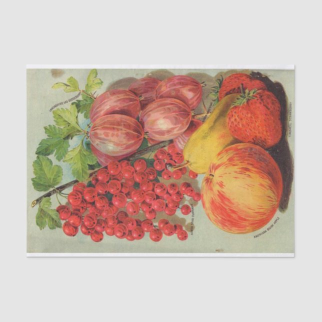 Vintager Saatgutkatalog Obst Seidenpapier (Vorderseite)