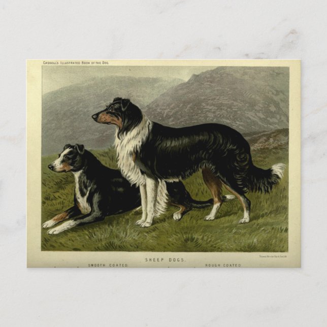 Vintager Schafhund Postkarte (Vorderseite)
