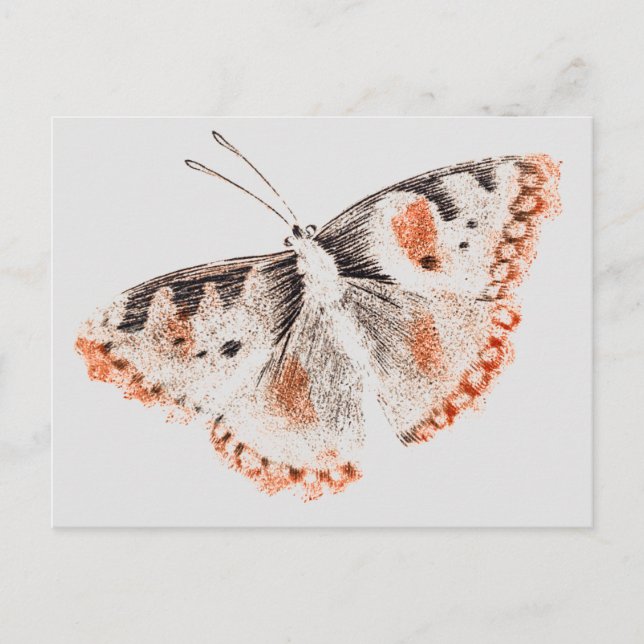 Vintager Schmetterling Alte Illustration Postkarte (Vorderseite)