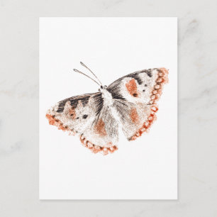 Vintager Schmetterling Alte Illustration Postkarte