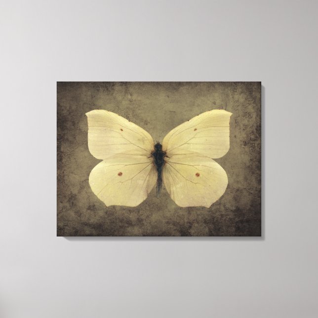 Vintager Schmetterling Leinwanddruck (Vorderseite)