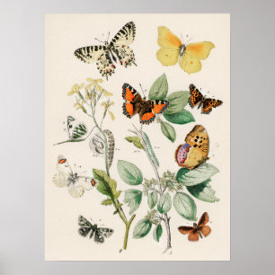 Vintager Schmetterling Papillon Alte Illustration  Poster
