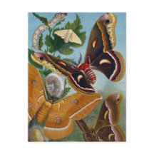 Vintager Schmetterling