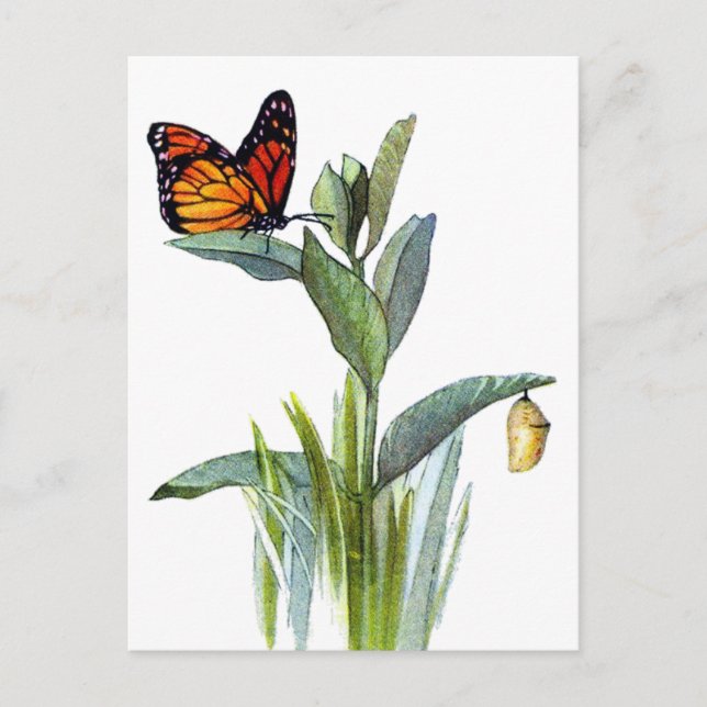 Vintager Schmetterling Postkarte (Vorderseite)