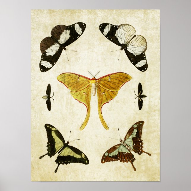 Vintager Schmetterling Print 002 Poster (Vorne)