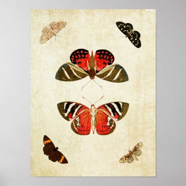 Vintager Schmetterling Print 018 Poster (Vorne)