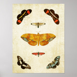 Vintager Schmetterling Print 045 Poster