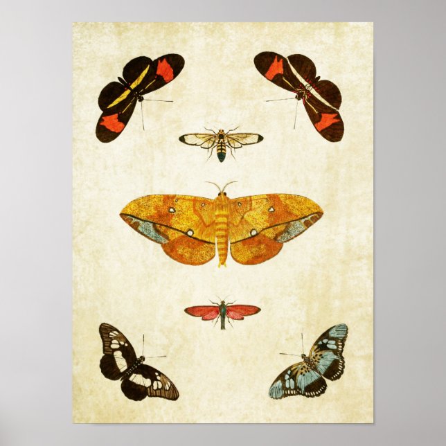 Vintager Schmetterling Print 045 Poster (Vorne)