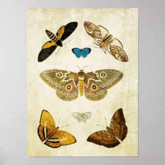 Vintager Schmetterling Print 046 Poster