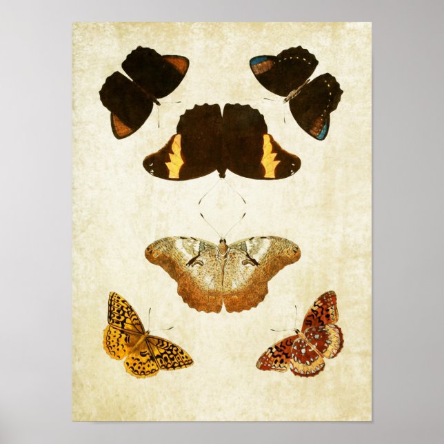 Vintager Schmetterling Print 057 Poster (Vorne)