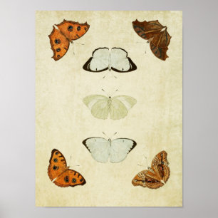 Vintager Schmetterling Print 058 Poster