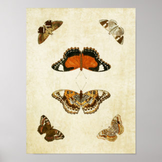 Vintager Schmetterling Print 062 Poster