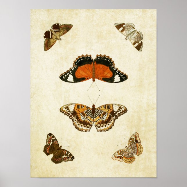 Vintager Schmetterling Print 062 Poster (Vorne)