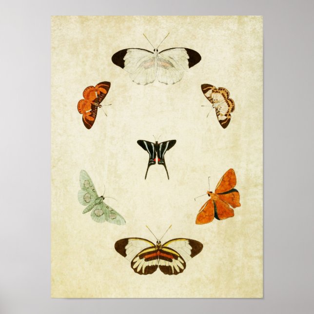 Vintager Schmetterling Print 063 Poster (Vorne)