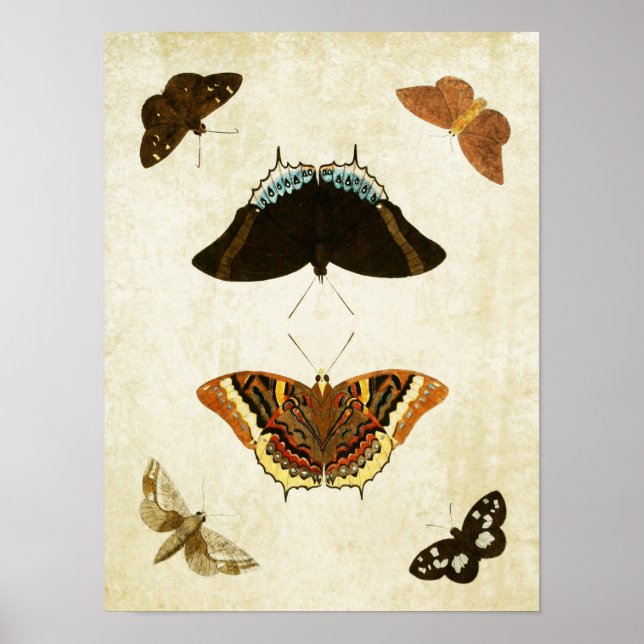 Vintager Schmetterling Print 074 Poster (Vorne)