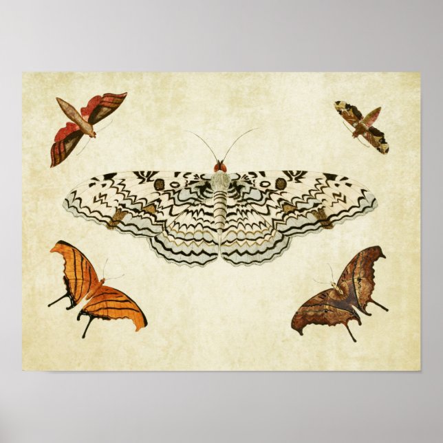 Vintager Schmetterling Print 087 Poster (Vorne)