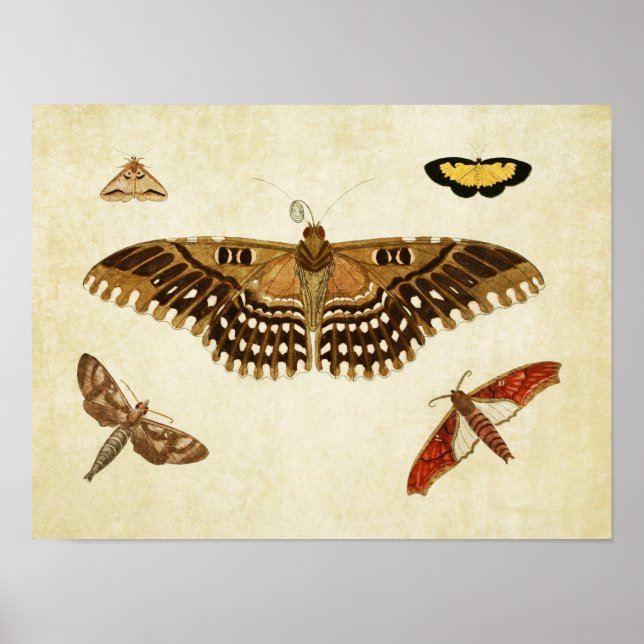 Vintager Schmetterling Print 088 Poster (Vorne)