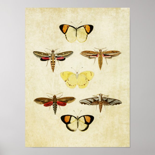 Vintager Schmetterling Print 125 Poster (Vorne)