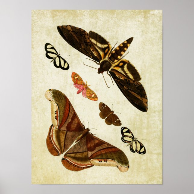 Vintager Schmetterling Print 126 Poster (Vorne)