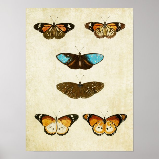 Vintager Schmetterling Print 127 Poster (Vorne)