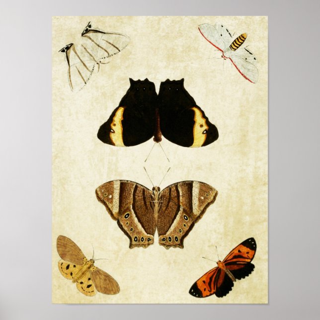Vintager Schmetterling Print 133 Poster (Vorne)