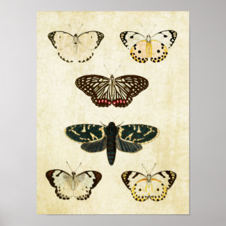 Vintager Schmetterling Print 154 Poster