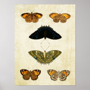 Vintager Schmetterling Print 161 Poster
