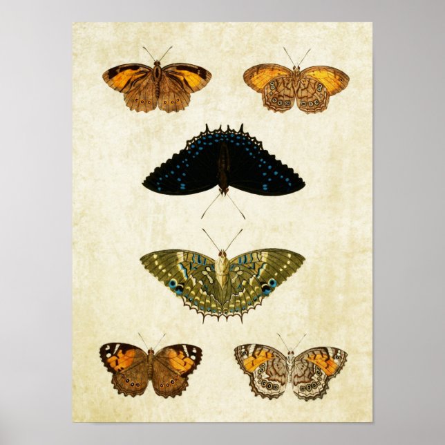 Vintager Schmetterling Print 161 Poster (Vorne)