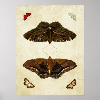 Vintager Schmetterling Print 170 Poster