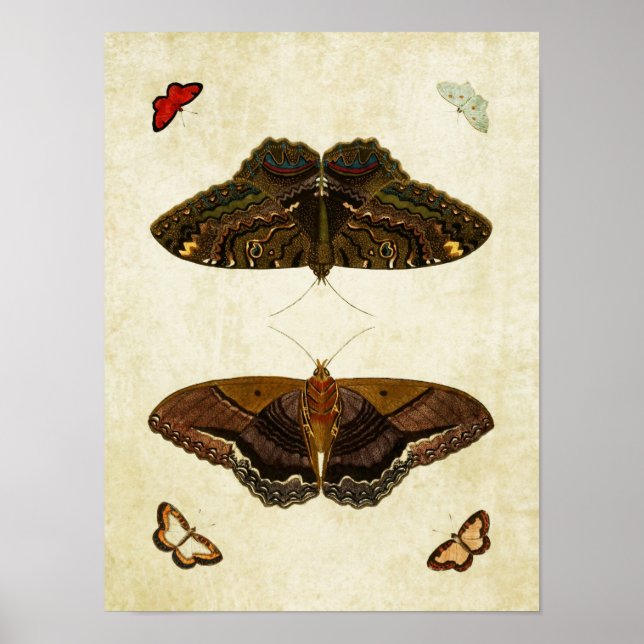 Vintager Schmetterling Print 170 Poster (Vorne)