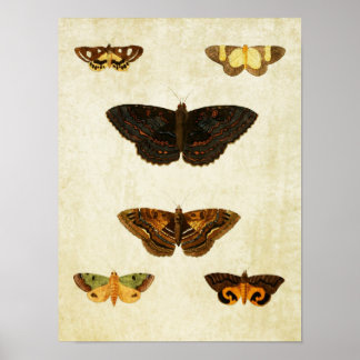 Vintager Schmetterling Print 172 Poster