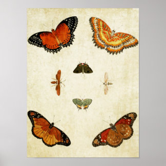 Vintager Schmetterling Print 175 Poster