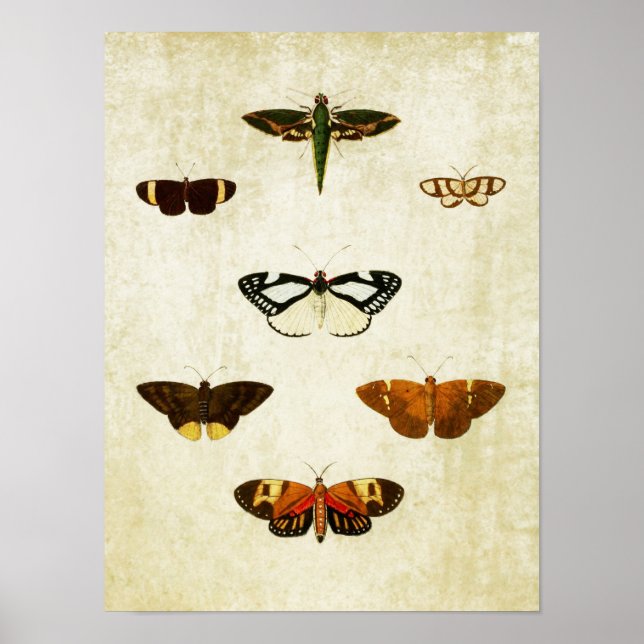 Vintager Schmetterling Print 178 Poster (Vorne)
