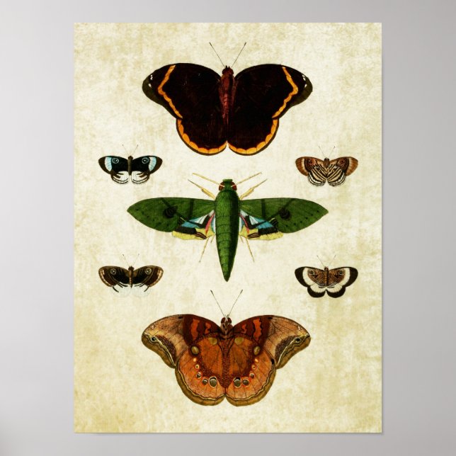 Vintager Schmetterling Print 184 Poster (Vorne)