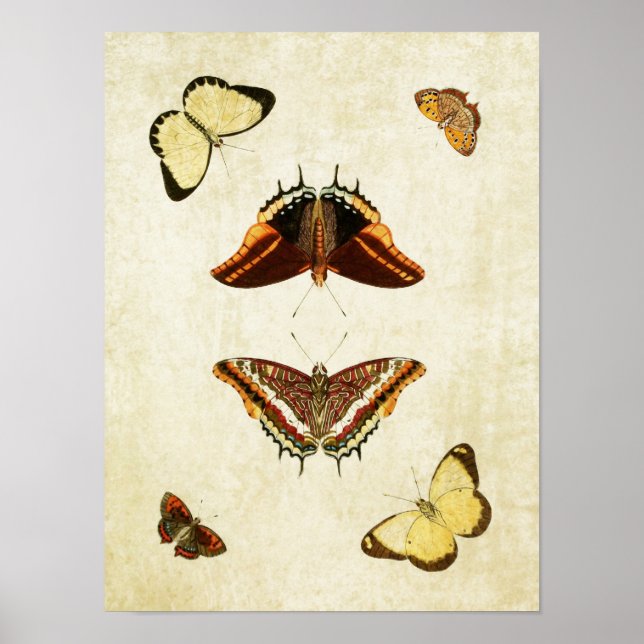 Vintager Schmetterling Print 186 Poster (Vorne)